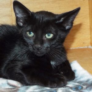 Picture of Fig Newton