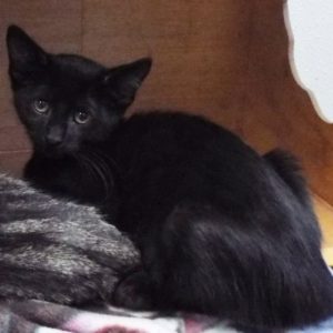 Picture of Fig Newton
