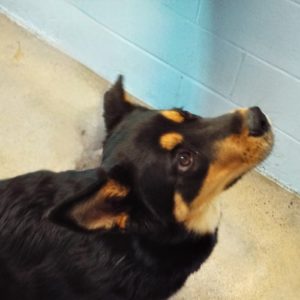 Picture of Ginger