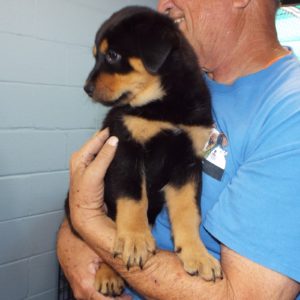 Picture of Ginger