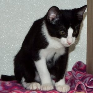 Picture of Gingerbread