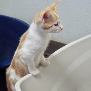 Picture of Guppy