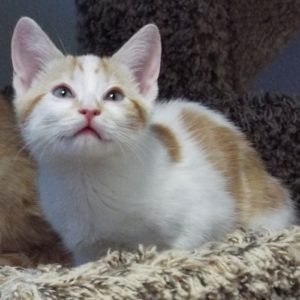 Picture of Guppy