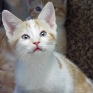 Picture of Guppy