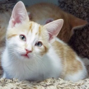 Picture of Guppy