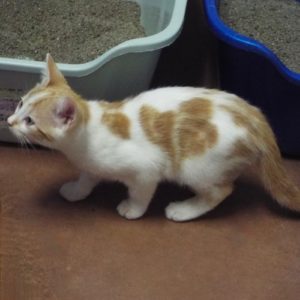 Picture of Guppy