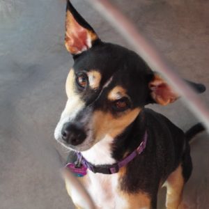 Picture of Holly