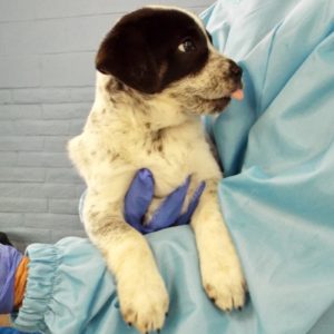 Picture of Honey