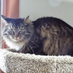 Picture of Houdini