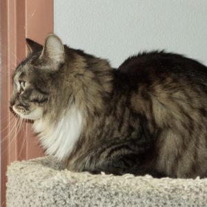 Picture of Houdini