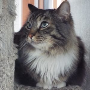 Picture of Houdini