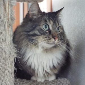 Picture of Houdini
