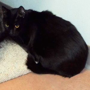 Picture of Kitchie