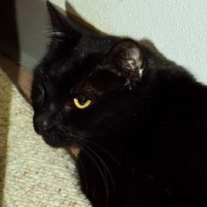 Picture of Kitchie