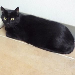 Picture of Kitchie