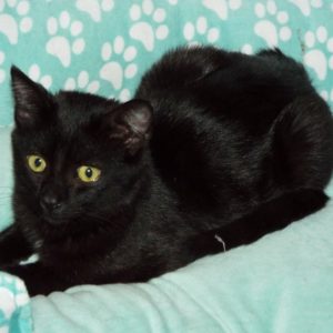Picture of Lancelot