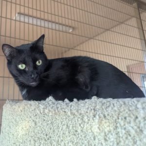 Picture of Lancelot