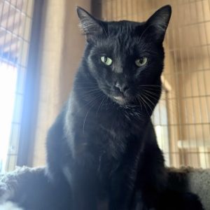 Picture of Lancelot