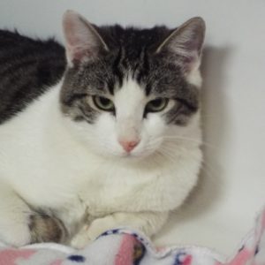 Picture of Marbles