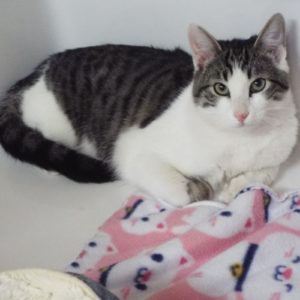 Picture of Marbles