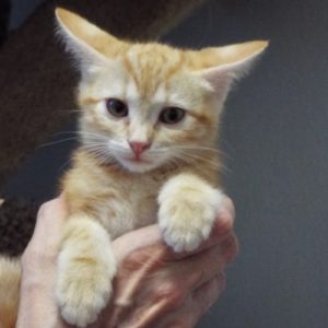 Picture of Minnow