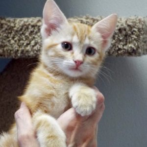 Picture of Minnow