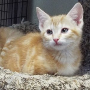 Picture of Minnow