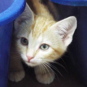 Picture of Minnow