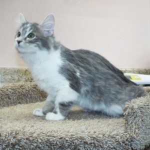 Picture of Mung