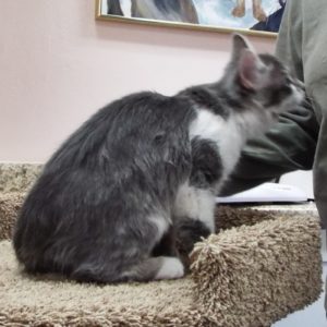 Picture of Mung