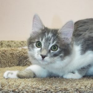 Picture of Mung