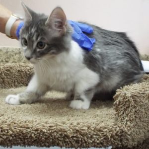 Picture of Mung