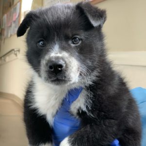 Picture of Newman