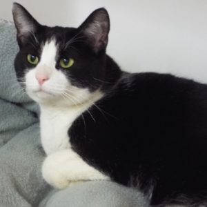 Picture of Nibbles