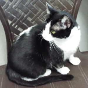 Picture of Nibbles