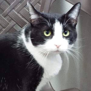 Picture of Nibbles