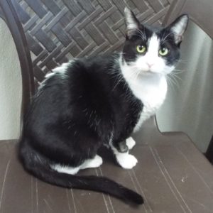 Picture of Nibbles