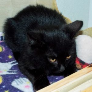 Picture of Onyx