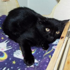 Picture of Onyx