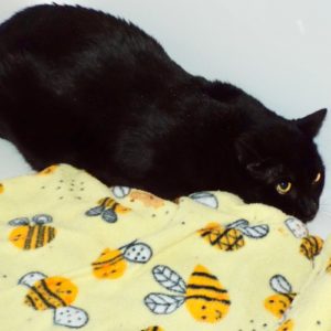 Picture of Onyx