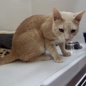Picture of Otis