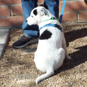 Picture of Packard