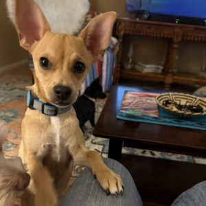 Picture of Pippin