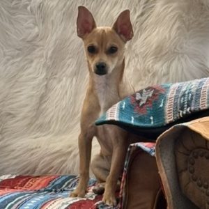 Picture of Pippin