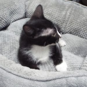 Picture of Rummy