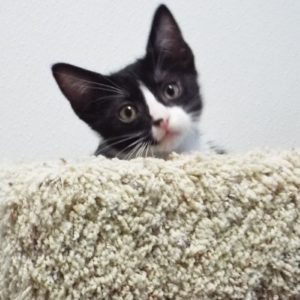 Picture of Rummy