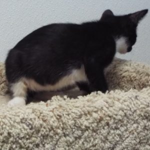 Picture of Rummy