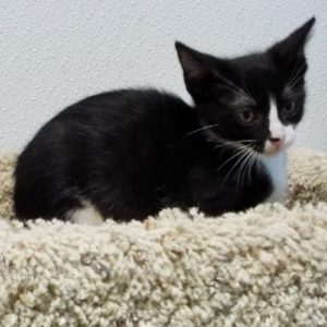Picture of Rummy