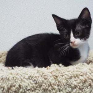 Picture of Rummy
