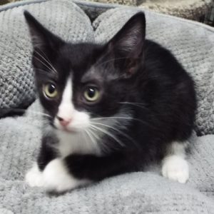 Picture of Rummy